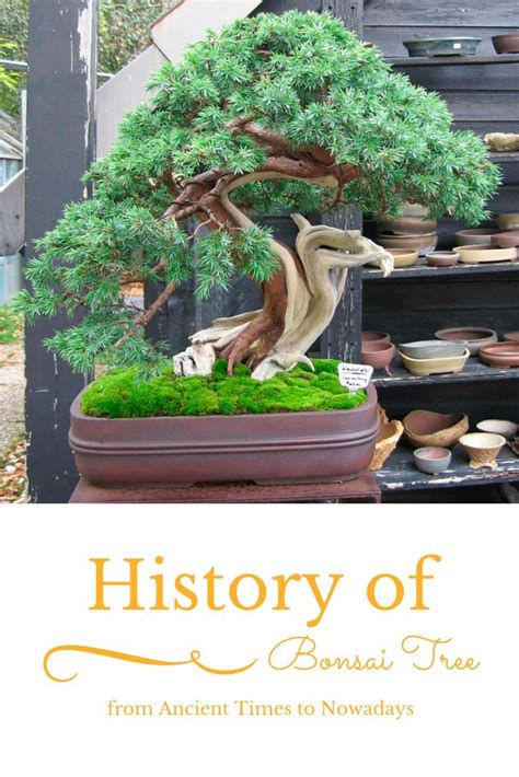 A Bonsai Tree With Moss Growing On It And The Words History Of Bonsai
