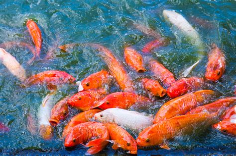 Koi Fish Pond Stock Photo Download Image Now Aquatic Organism Asia