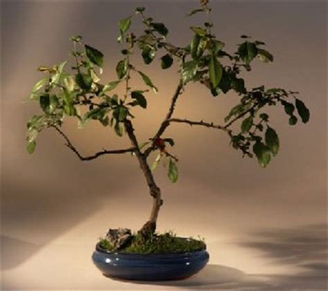 The youngest branches are purplish brown, becoming grayish brown as they age. Japanese Flowering Red Quince Bonsai Tree(chaenomles 'toyo ...