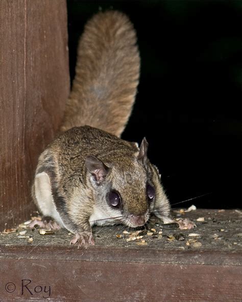 Southern Flying Squirrel Glaucomys Volans Hunter Hill Flickr