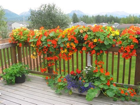 We did not find results for: hummingbird planter boxes - Google Search | Planter Boxes ...