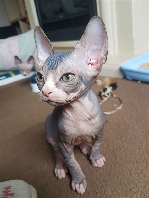 Read more about this cat breed on our sphynx breed information page. Sphynx Cats For Sale | Philadelphia, PA #298020 | Petzlover