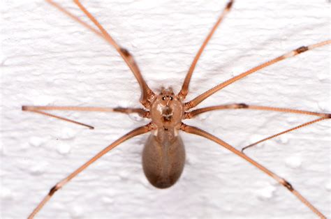 Daddy long legs is a boss that can appear in all environments of chapter 4 ( womb, utero, scarred womb). Image - Pholcus phalangioides (Daddy-long-legs Spider ...