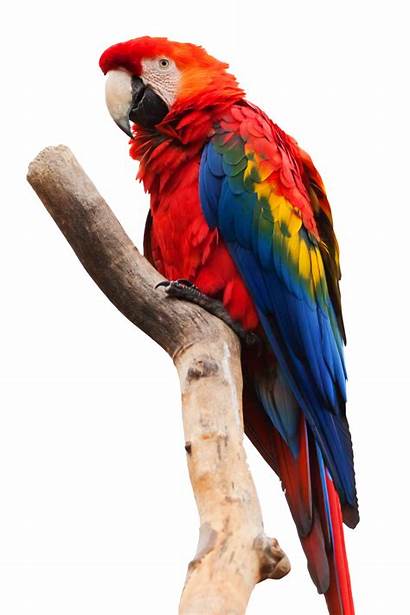 Parrot Transparent Flying Parrots Pirate Pluspng Logos