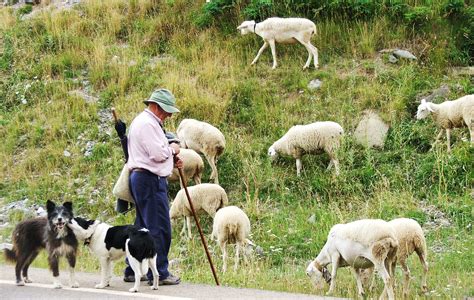 Free Photo Farmer With Sheep And Dogs Agriculture Livestock Work