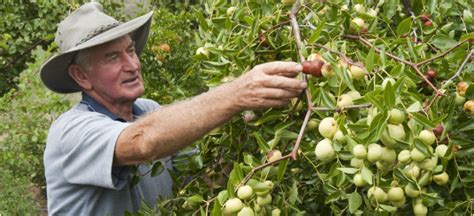 Establishing An Orchard For Small Landholders Agriculture And Food