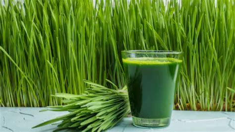 The Benefits Of Wheatgrass Shots And Juices