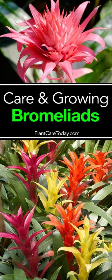 Bromeliad Care How To Tips On Growing Bromeliad Plants Bromeliads