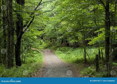 little road through green forest stock image image of peace quiet 23097427