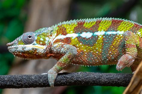 Panther Chameleon Free Stock Photo Public Domain Pictures