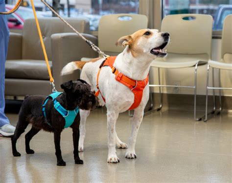 They always share every piece of information they have and are polite and helpful. Veterinary Geriatric Care | Animal Hospital of North Asheville