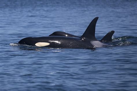 Judge Strikes Down Ballot Measure On Whale Watching Distance Rules