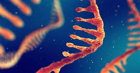 Rna or ribonucleic acid is a single chain polyribonucleotide which functions as carrier of coded genetic or hereditary information from dna to cytoplasm for taking part in protein and enzyme synthesis. RNA Covid-19 vaccines will not change your DNA - Full Fact