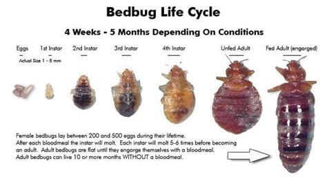 Where Do The Bed Bugs Come From And How To Get Rid Of Them
