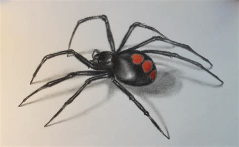 Juvenile Black Widow Spider Drawing In Pencil By Artworkings On Deviantart