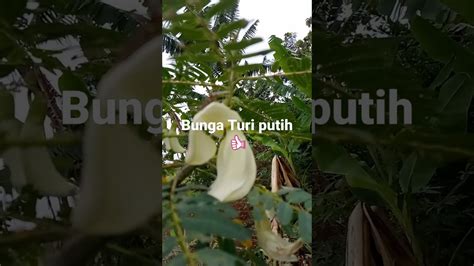 Bunga Turi Putih Cantik YouTube