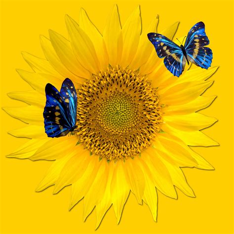 Sunflower And Blue Butterflies Free Stock Photo Public Domain Pictures