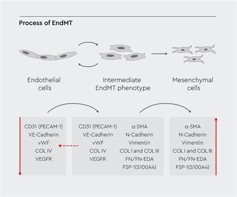 Endothelial To Mesenchymal Transition Promocell Promocell