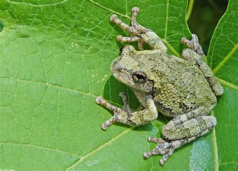 Copes Gray Tree Frog Lifespan Marinda Kellogg