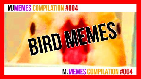 Ten Minutes Of Dank Birb Memes 🐦 10 Min ⏳ Mjmemes Compilation 004
