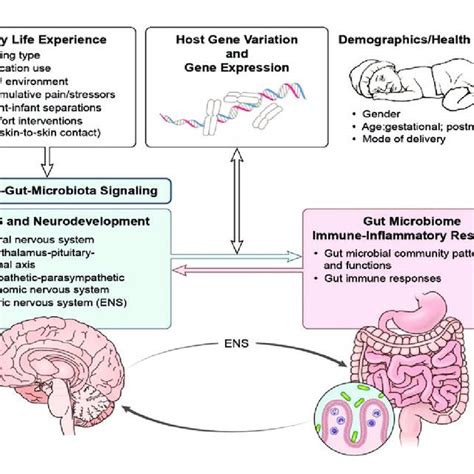 Pdf Gut Microbiome And Infant Health Brain Gut Microbiota Axis And