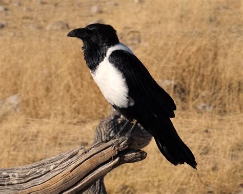 How Do Crows Sleep Lets Talk Health
