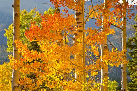 Colorado Fall Foliage Report Kit Frost