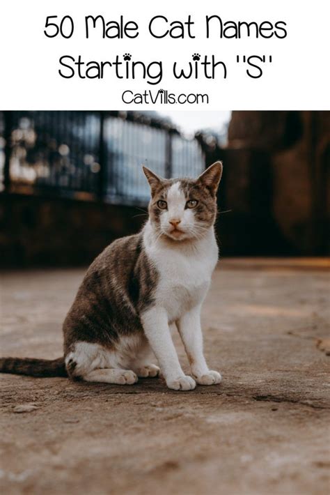 Brandy, sword, torch.the origin of brandea is english and old norse. 100 Sweet Cat Names Starting with S - CatVills in 2020 ...