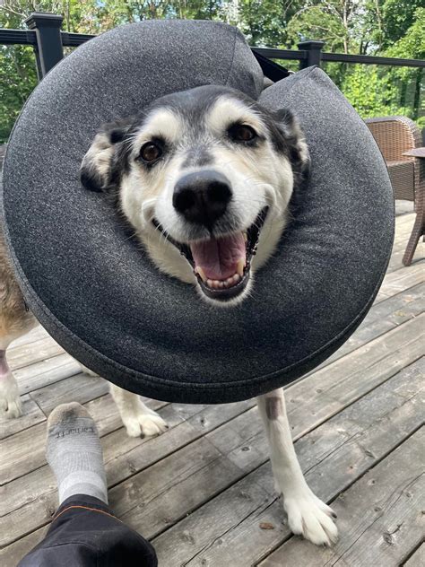 Good Puppers Is Happy With The Alternative To The Cone Of Shame Raww