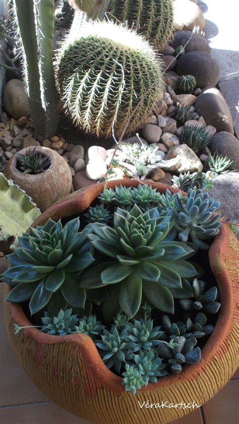 Size of cactus depends on the species. Suculentas e cactus... | Succulent garden design, Succulents