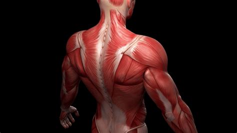 Human Muscles Diagram Labeled The Muscular System Coloring Pages