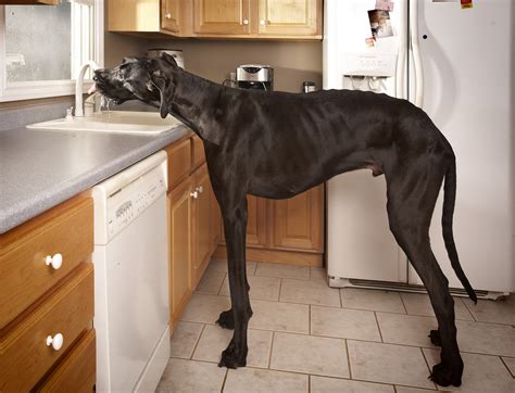Complete list of a great big world music featured in movies, tv shows and video games. Michigan Great Dane named world's tallest dog - CBS News
