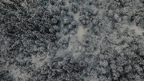 Download Wallpaper 2560x1440 Forest Aerial View Snow Winter