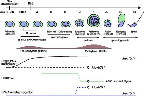 tracking line1 retrotransposition in the germline pnas