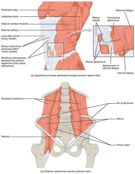 Abs Psoas Thoracic Cavity Muscle Anatomy Body Anatomy Pelvic