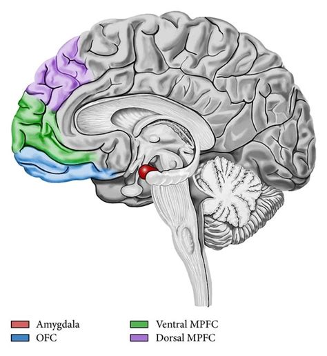 Amygdala Frontal Circuit Of Emotion Regulation Prefrontal Cortex Seems