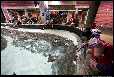 Photograph By Philip Greenspun Aquarium Touch Tank