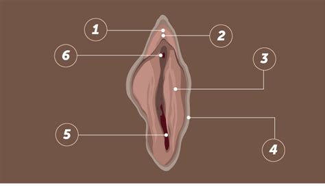 Everything You Need To Know About The Clitoris Elvie