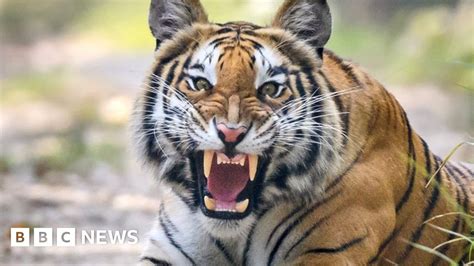 Nepal Return Of The Tigers Brings Both Joy And Fear