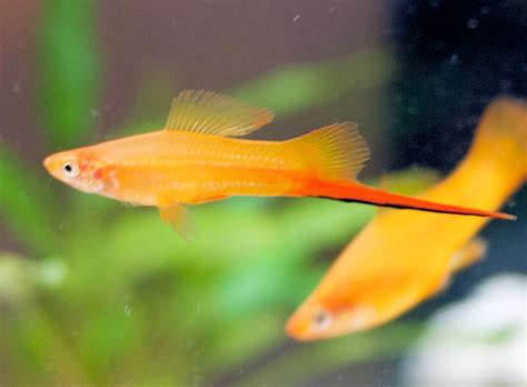 Livebearing Aquarium Fish—habitat Diet And Breeding