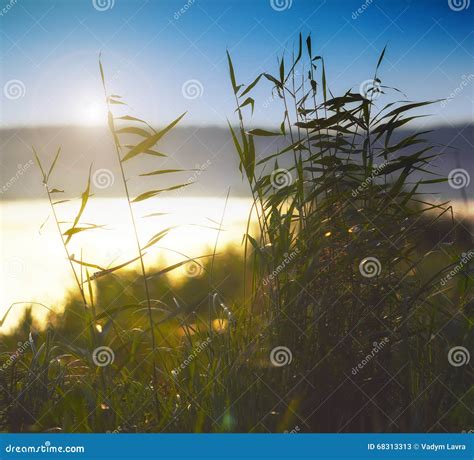 The Reed In The Evening Stock Image Image Of Color Summer 68313313
