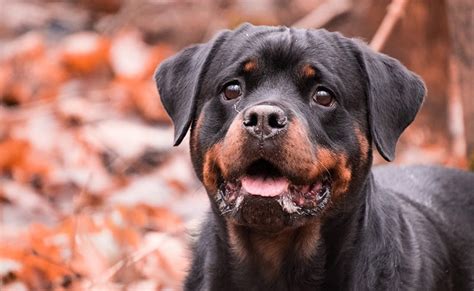 See more ideas about rottweiler puppies, rottweiler dog, puppies. Rottweiler Price - How Much Is This Loyal and Lovable Giant?