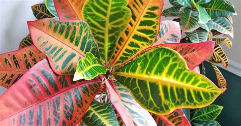 How To Cultivate Croton Plants Indoors Gardeners Path Plants With