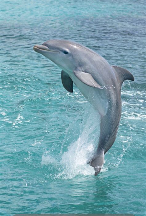 Beauty In The Wild Animals Underwater Animals Dolphins