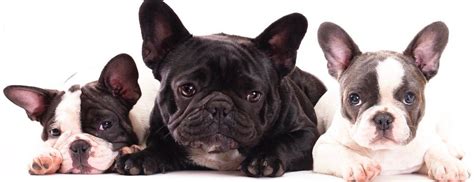 I have looked at photos of other french bulldogs and they seem much larger in the head and. French Bulldog Growth Chart | When Do French Bulldogs Stop ...