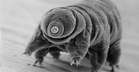 Water Bears Grin And Bear It National Geographic Education Blog