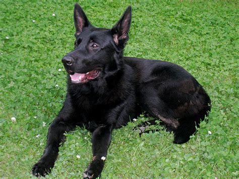 German owned and operated kennel with over twenty years experience. Black German Shepherd Adoption