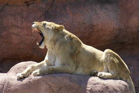 Also like a pet cat, lions have retractable claws. Female Lion Roaring | Great shot of female lion at the ...