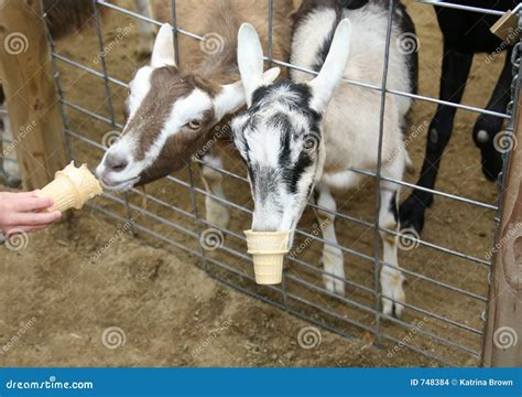 Goats Eating Ice Cream Cones Stock Images Image 748384