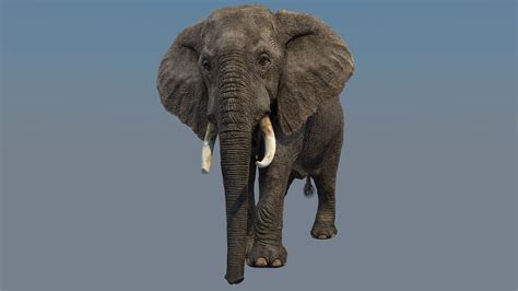 Elephant Walk 3d Model Animated Rigged Cgtrader